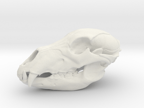 Bear Skull. 5cm in White Natural Versatile Plastic: Large