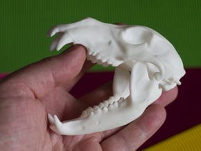 Bear Skull. Jointed Jaw. 10cm in White Processed Versatile Plastic