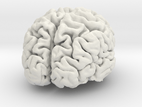 Brain replica full scale from MRI scan in White Natural Versatile Plastic