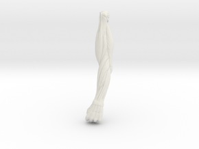 Anatomy L Arm in White Natural Versatile Plastic