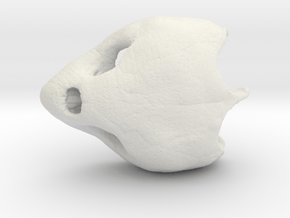 Loggerhead Sea Turtle Skull in White Natural Versatile Plastic