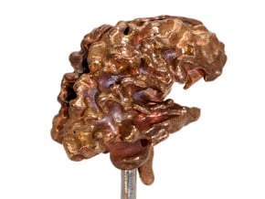 Brain White Matter in Natural Bronze