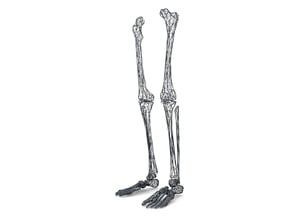 Life Size Poly Legs and Feet - Skeleton in White Natural Versatile Plastic