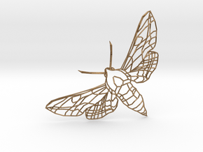 The Spurge Hawk-moth  in Natural Brass