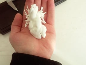 CT scanned heart miniature  in White Natural Versatile Plastic