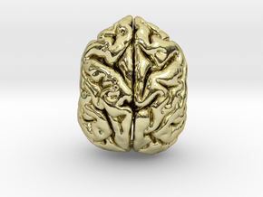 Sloth Bear Brain in 18K Gold Plated