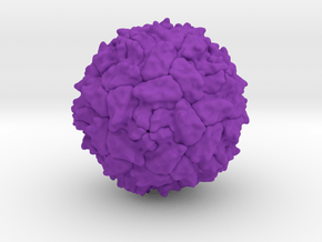 Polio Virus - 1 Million X in Purple Processed Versatile Plastic
