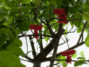 Bonsai surveillance kit - CCTV in Red Processed Versatile Plastic