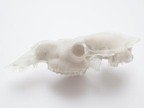 big dromedary skull in Tan Fine Detail Plastic