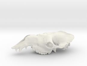 big dromedary skull in White Natural Versatile Plastic