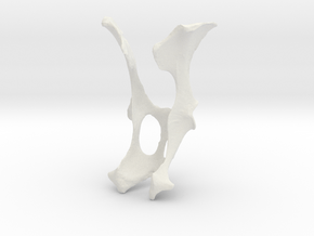 Bobcat Hip Bone in White Natural Versatile Plastic