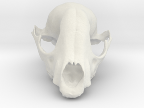 Bobcat Skull in White Natural Versatile Plastic