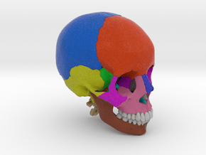 Human skull with colored bone - 1/2 life size in Full Color Sandstone