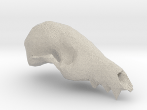 Fox Skull 3D Scan in Natural Sandstone