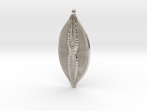 Navicula bullata Pendant ~ 46mm tall (1.8 inches) in Rhodium Plated Brass