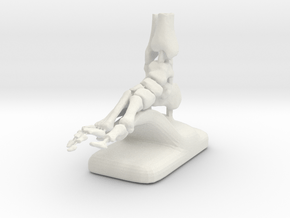 Large Scale Podiatry/Orthopedic Bones of Foot Mode in White Natural Versatile Plastic