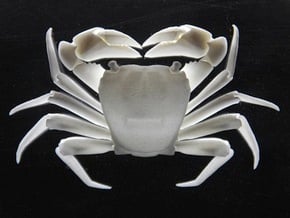 Articulated Crab (Pachygrapsus crassipes) in White Natural Versatile Plastic