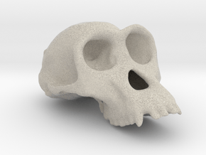 Chimpanzee ♀ cranium in Natural Sandstone