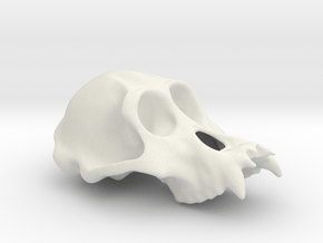 Orangutang ♂ cranium in White Natural Versatile Plastic