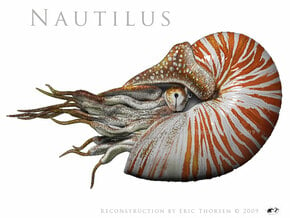 Nautilus 5.5cm -Hollow in Tan Fine Detail Plastic