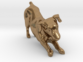 Stretching Jack Russell Terrier in Natural Brass