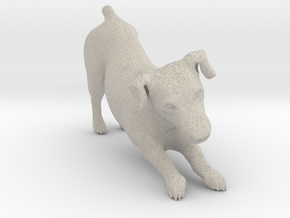 Stretching Jack Russell Terrier in Natural Sandstone