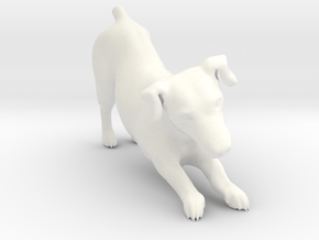 Stretching Jack Russell Terrier in White Processed Versatile Plastic
