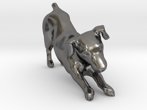 Stretching Jack Russell Terrier in Polished Nickel Steel