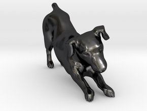 Stretching Jack Russell Terrier in Polished and Bronzed Black Steel