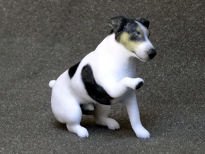 Begging Jack Russell Terrier in Full Color Sandstone