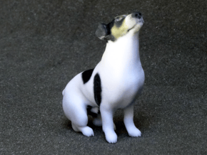 Howling Jack Russell Terrier in Full Color Sandstone