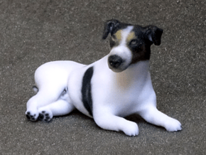 Laying Jack Russell Terrier 2 in Full Color Sandstone