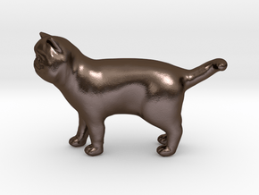 Standing Exotic Shorthair Cat in Polished Bronze Steel