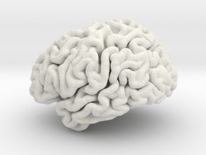 Brain in White Natural Versatile Plastic