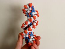 DNA molecule large Thumbnail