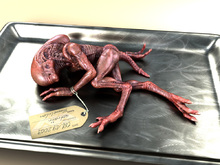 Alien Baby (20cm hollow) Thumbnail
