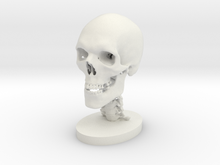1/4 Scale Human Skull Thumbnail