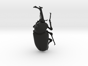 Articulated Rhino Beetle (Allomyrina dichotoma) in Black Natural Versatile Plastic