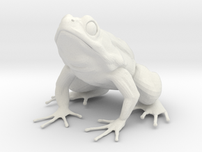 Common Frog  in White Natural Versatile Plastic
