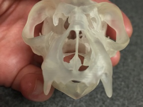 Lemur Skull in Tan Fine Detail Plastic