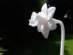 Desktop Daffodil in White Natural Versatile Plastic