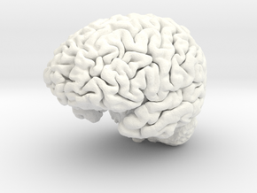 Human Brain Model (Small) in White Processed Versatile Plastic