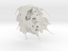 Trilobite - Boedaspis ensifer in White Natural Versatile Plastic