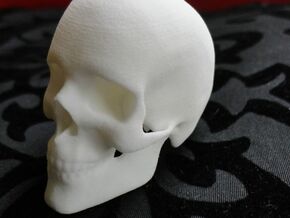 Human Skull in White Natural Versatile Plastic