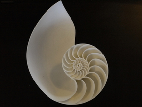 Nautilus Seashell in White Natural Versatile Plastic