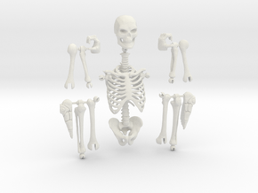 Articulated Skeleton  in White Natural Versatile Plastic