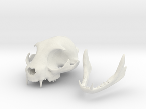 Mini Cat Skull Sculpture in White Natural Versatile Plastic