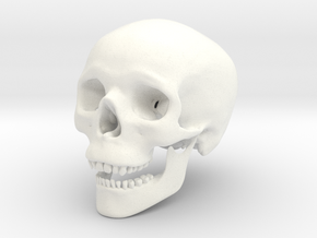 Human Skull -- Small in White Processed Versatile Plastic