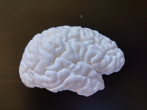 The right hemisphere of the brain - half scale in White Processed Versatile Plastic