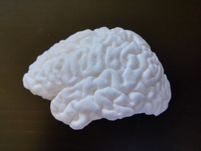 The left hemisphere of the brain - full scale in White Processed Versatile Plastic